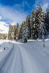 Verschneite Winterlandschaft in den Bergen, schneebedeckte Bäume und Sonne, Spazierweg