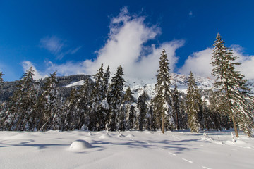 Verschneite Winterlandschaft in den Bergen, schneebedeckte Bäume