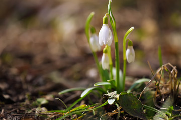 Spring snowdrop flowers blooming in sunny day