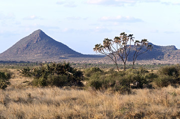 Fototapeta premium Samburu summer in Africa