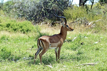 Impala gazelle in the savannah