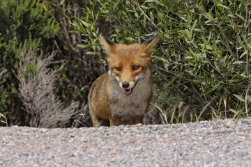 Fototapeta premium Red Fox (Vulpes vulpes) in the mountains of Corsica, France