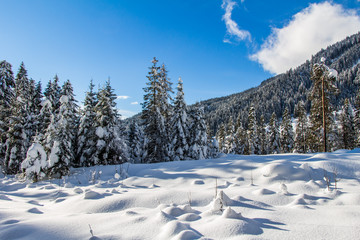Verschneite Winterlandschaft in den Bergen, schneebedeckte Bäume und Sonne