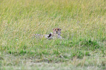Masai Mara Cheetahs