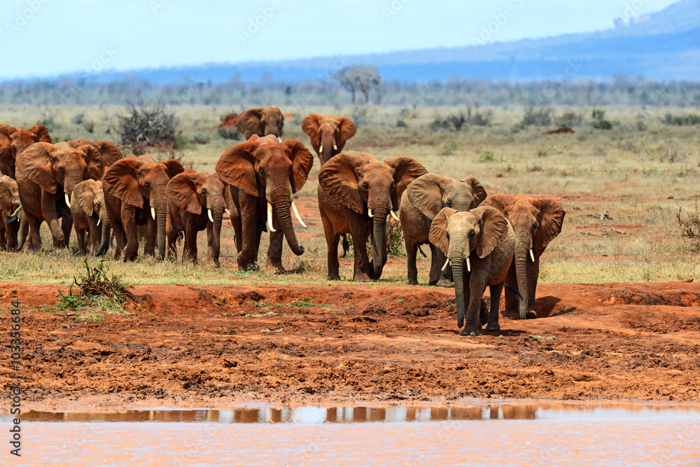 Sticker african elephants in the savannah