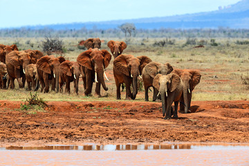African elephants in the savannah