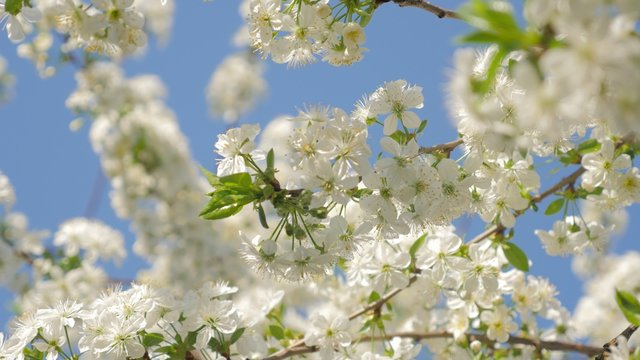 Cherry blossom flower genus Prunus in front of blue sky 4K 2160p UHD footage - Prunus Cerasus fruit tree on the wind slow moving 4K 3840X2160 30fps UltraHD video 