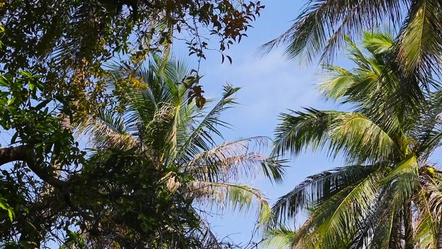 travel shooting of palm trees under the blue sky on a tropical island