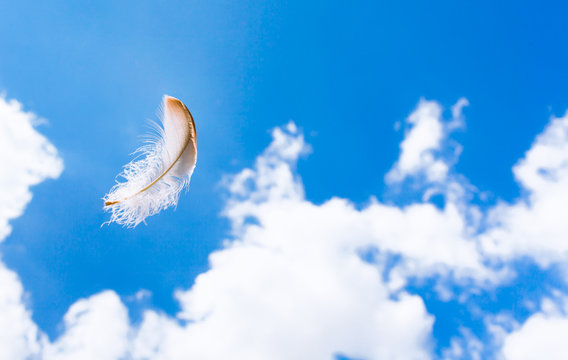 Floating feather in the sky

