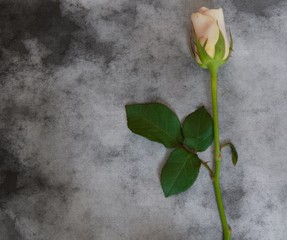 Condolence card - rose