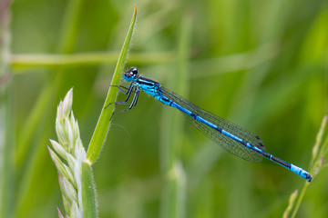 Libelle Dragonfly - Hufeisen Azurjungfer Coenagrion puella Männchen