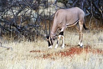 Oryx gazella in Africa