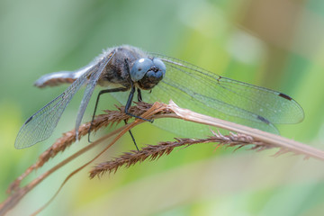Libelle Dragonfly - Spitzenfleck - Libellula fulva,  Männchen