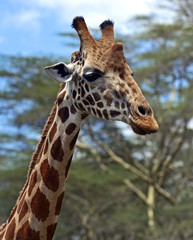 Giraffe in the savannah