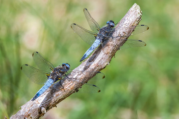 Libelle Dragonfly - Spitzenfleck - Libellula fulva,  Männchen 