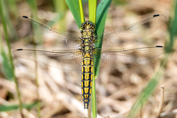 Libelle Dragonfly - Großer Blaupfeil - Orthetrum cancellatum - Weibchen