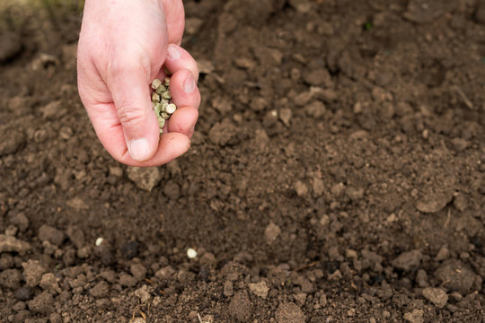 planting pea seeds
