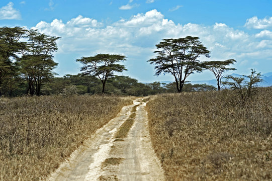 Forest road in the African
