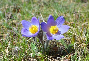 Mountain Pasqueflower (Pulsatilla montana)