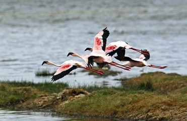 Flamingo on the lake boat hook