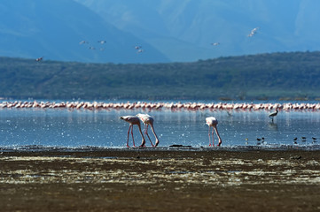 Flamingo on Lake hock