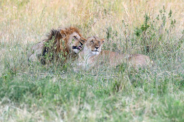 Portrait of African lion