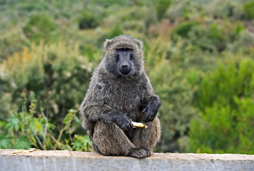 African baboon in Kenya