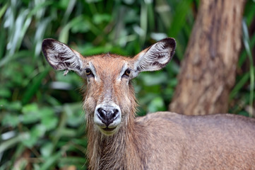 Fototapeta premium African gazelle Water Goat