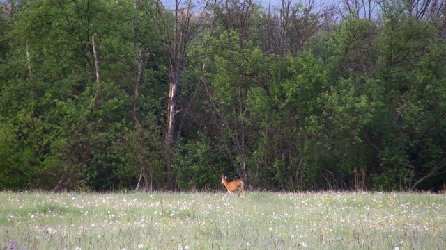 Deer runs on morning meadow