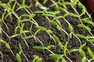 tomato seedlings