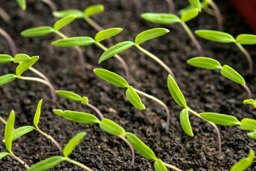 tomato seedlings