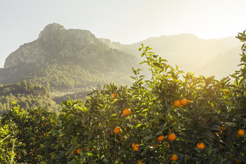 Naranjos en Soller. Mallorca