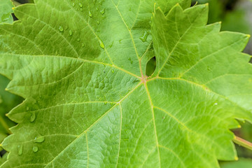 Grape leaf with water drops, macro