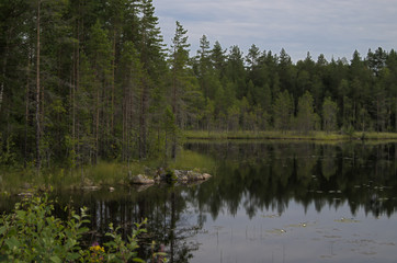 Obraz premium Reflection of a forest