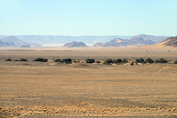 Fototapeta premium Steppe, Namib, Namibia