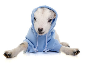 dressed young goat