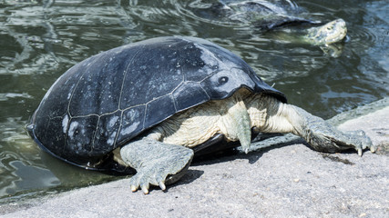 Obraz premium Turtles in a pond.