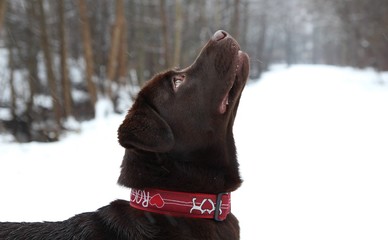 Chocolate Labrador Retriever dog