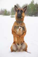 Obedient Belgian Shepherd dog Malinois sitting up on its hind legs while snowing