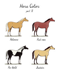 Set of horse color chart on white.  Equine coat colors with text. Equestrian scheme. Bay, buckskin, chestnut, black, grey, palomino, dapple, roan types of horses. Vector hand drawn illustration.