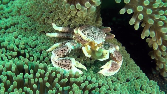 Porcellain crab on wonderful anemone