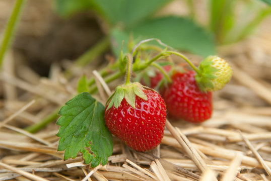 Closeup bush of strawberries