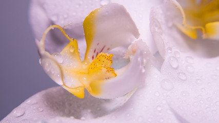 Obraz na płótnie Canvas A tender white orchid.