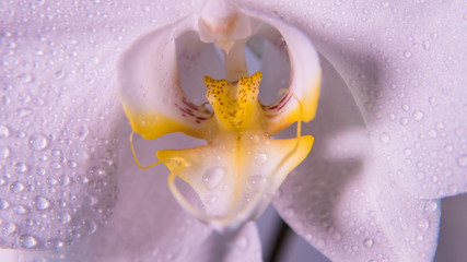 A tender white orchid.
