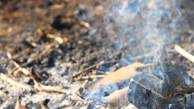 dry twigs on fire, close-up