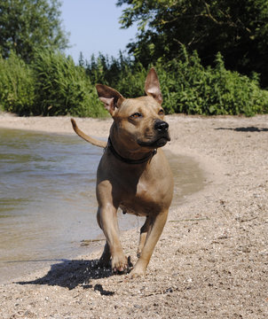 Speelse blije hond op strand