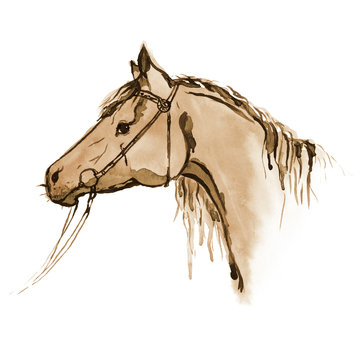 Watercolor sepia painted horse head with equestrian sport bridle on white. Hand drawing illustration with sorrel stallion.