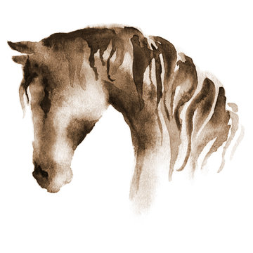 Wet watercolor horse head. Hand painted brown horse on white.