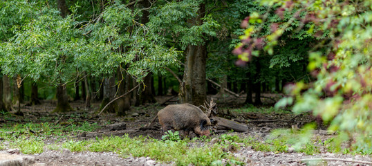 Wildschwein im Wald