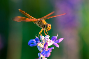 Dragonfly on blue flower